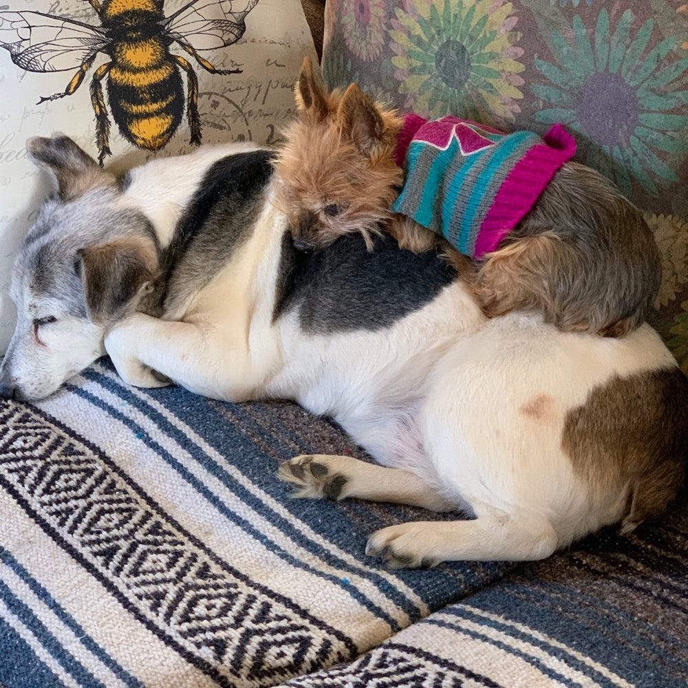 LolaSleepingOnPuzzle.jpg LolaSleepingOnPuzzle.jpg