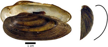 The shell curvature of Unio pictorum.