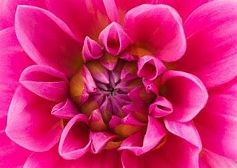 Image result for blooming flowers