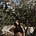 Karlie Koval's avatar