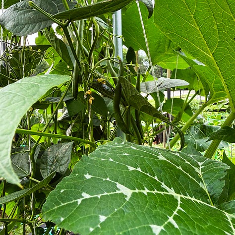 Photos of bunching onions, a zucchini forming, and green pole beans. ns