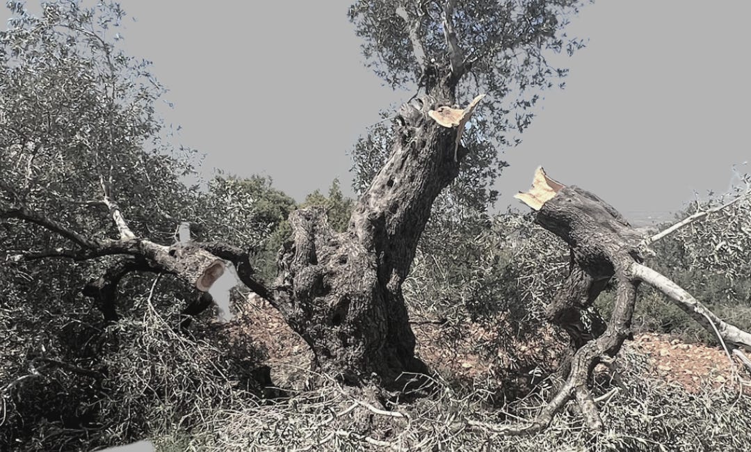An elder is someone who is older than olive trees