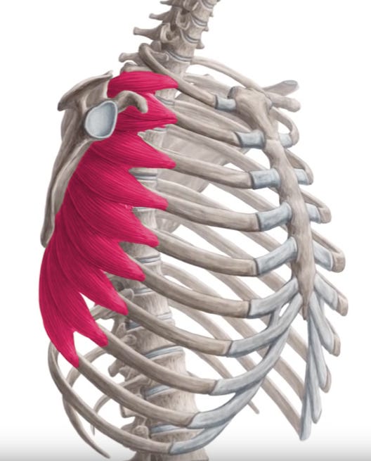 Serratus Anterior Weakness: One of Many Reasons for Shoulder Blade Winging  - Shoulder & Elbow