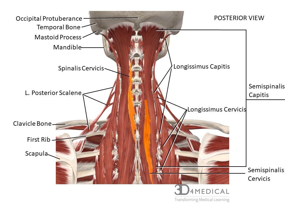 Muscles – Advanced Anatomy 2nd. Ed.
