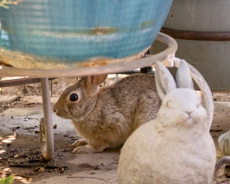 20240915-mby-459 ceraunus blue.jpg