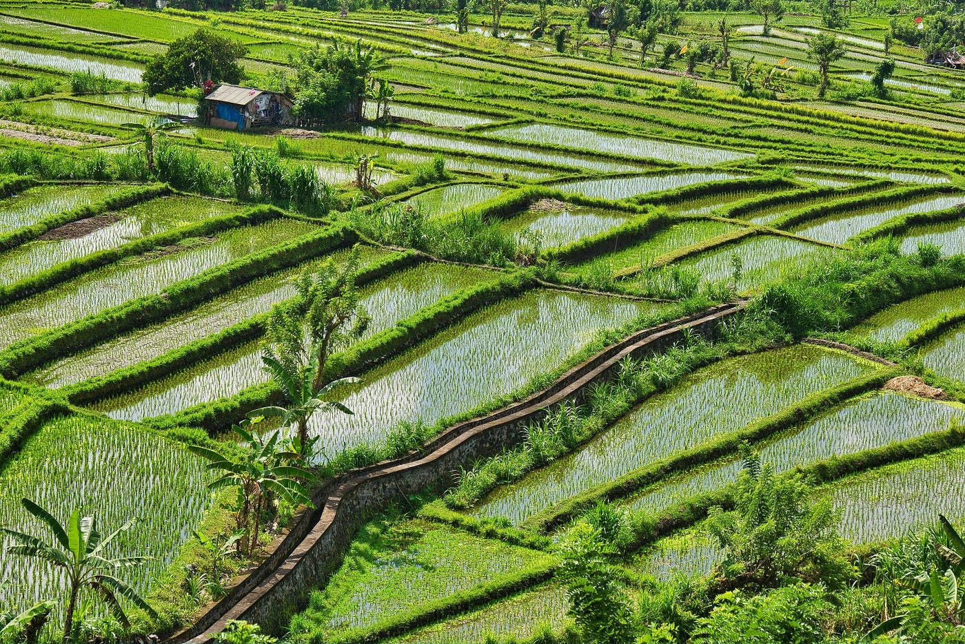 Flooded rice paddies in a field.