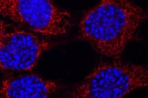 Mouse neuronal cells with mitochondria (red) and nuclei (blue).