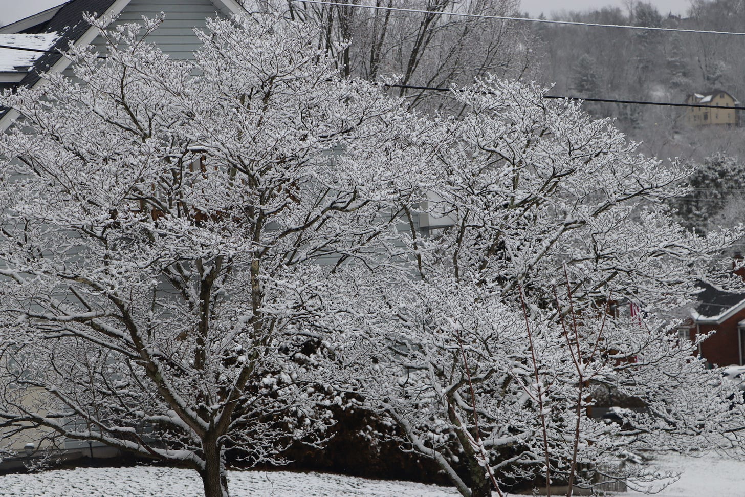 Snow on New Year's Day, 2024