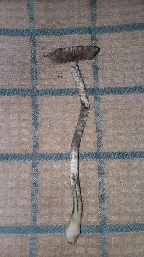 Cubensis & natalensis