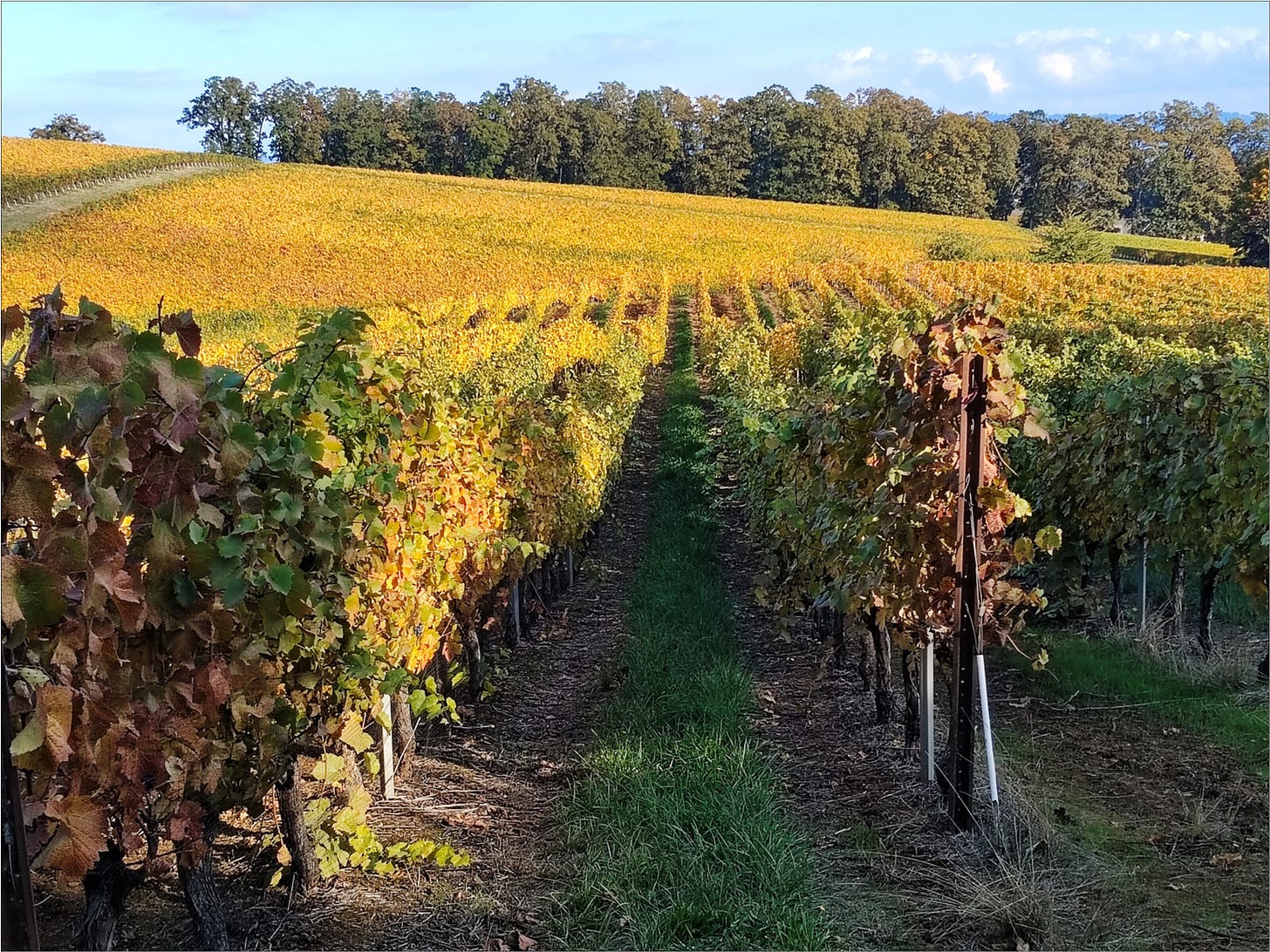 Amalie Robert Estate sporting fall Cluster Pluck colors.