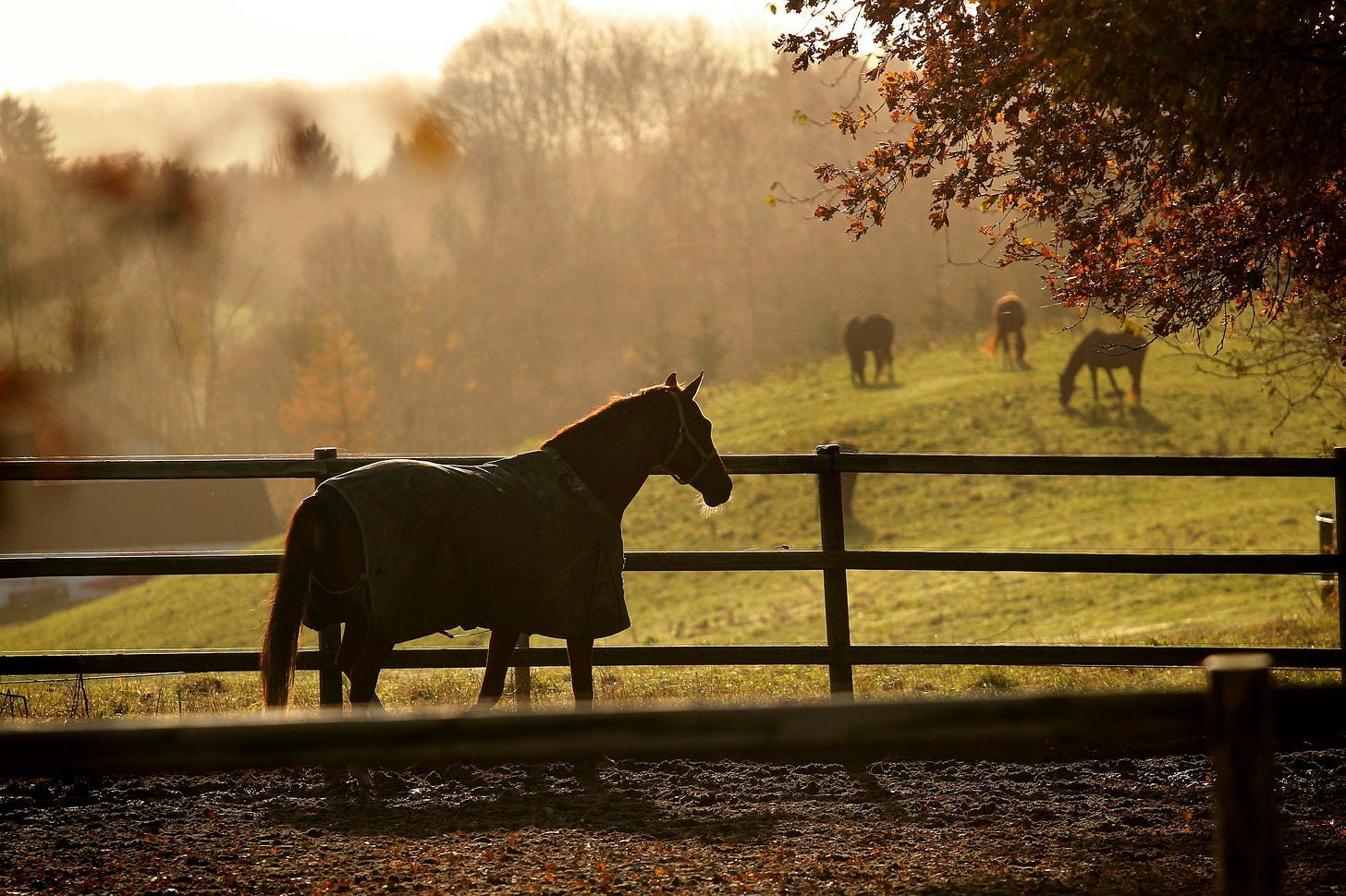 horse in rug in a paddock