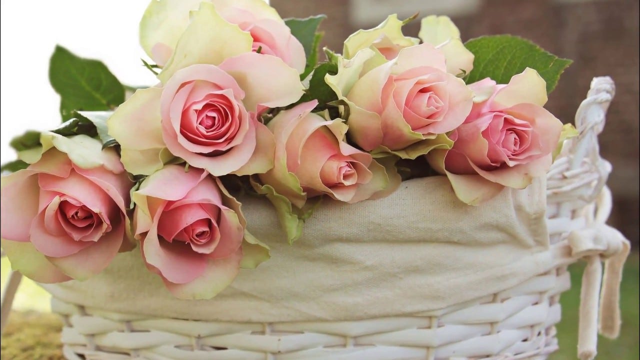 beautiful live plants flowers for mothers day wife gift beautiful live plants flowers for mothers day wife gift