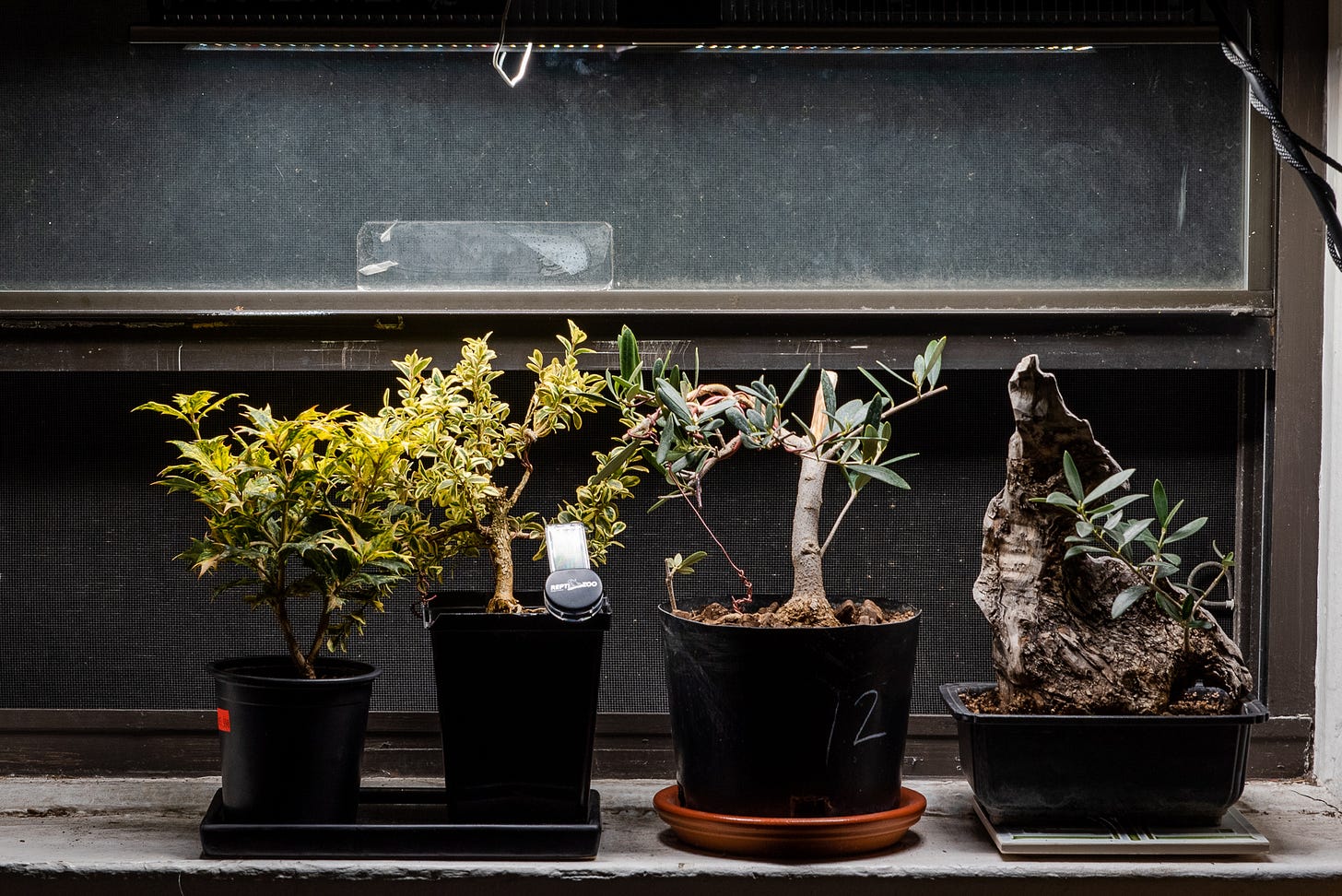 ID: Photo of a windowsill and open window with four trees under an LED grow light.
