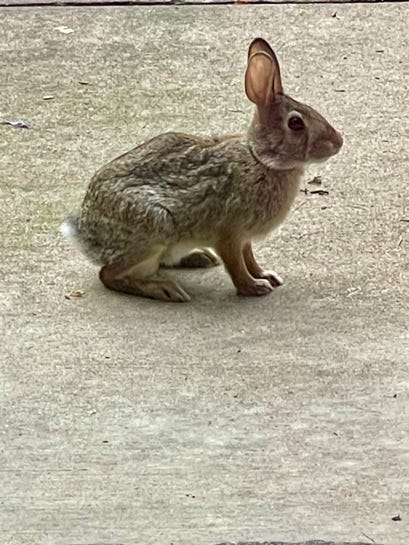A rabbit on the ground

Description automatically generated