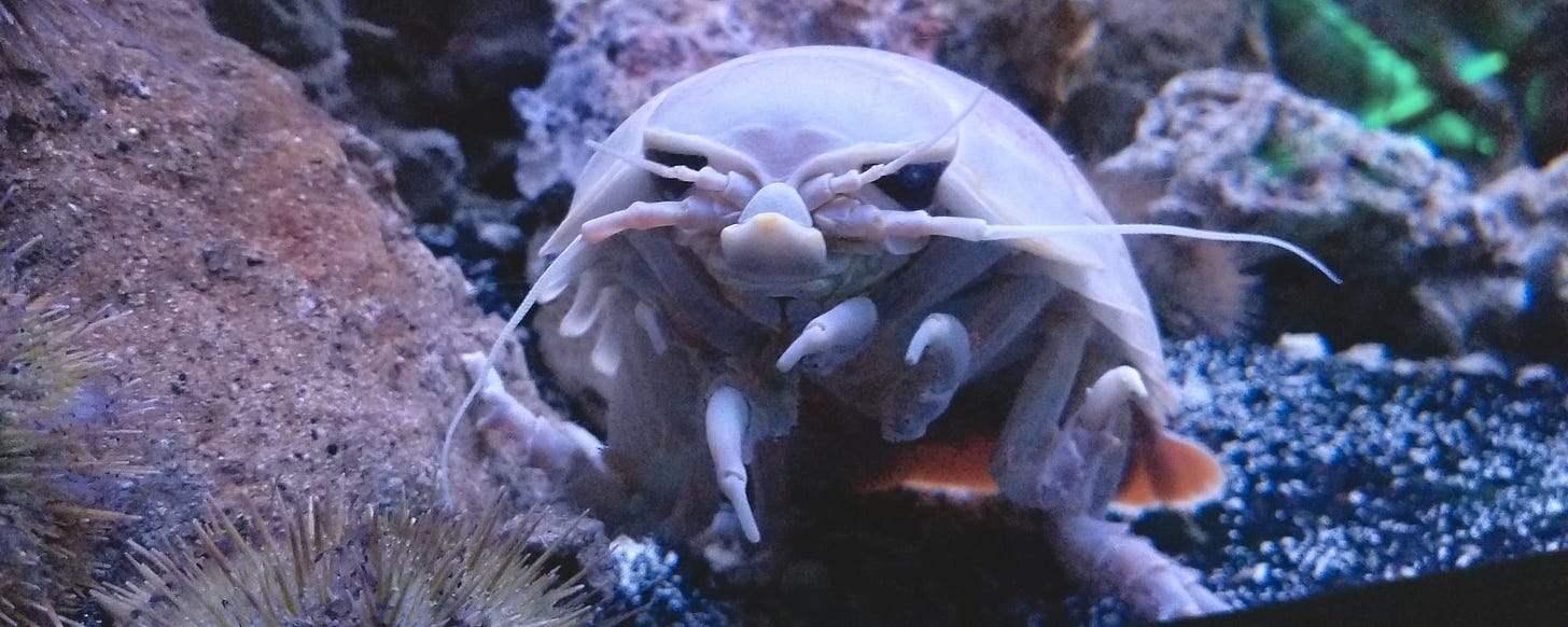 Marine Biology News, Articles | The Scientist Magazine®