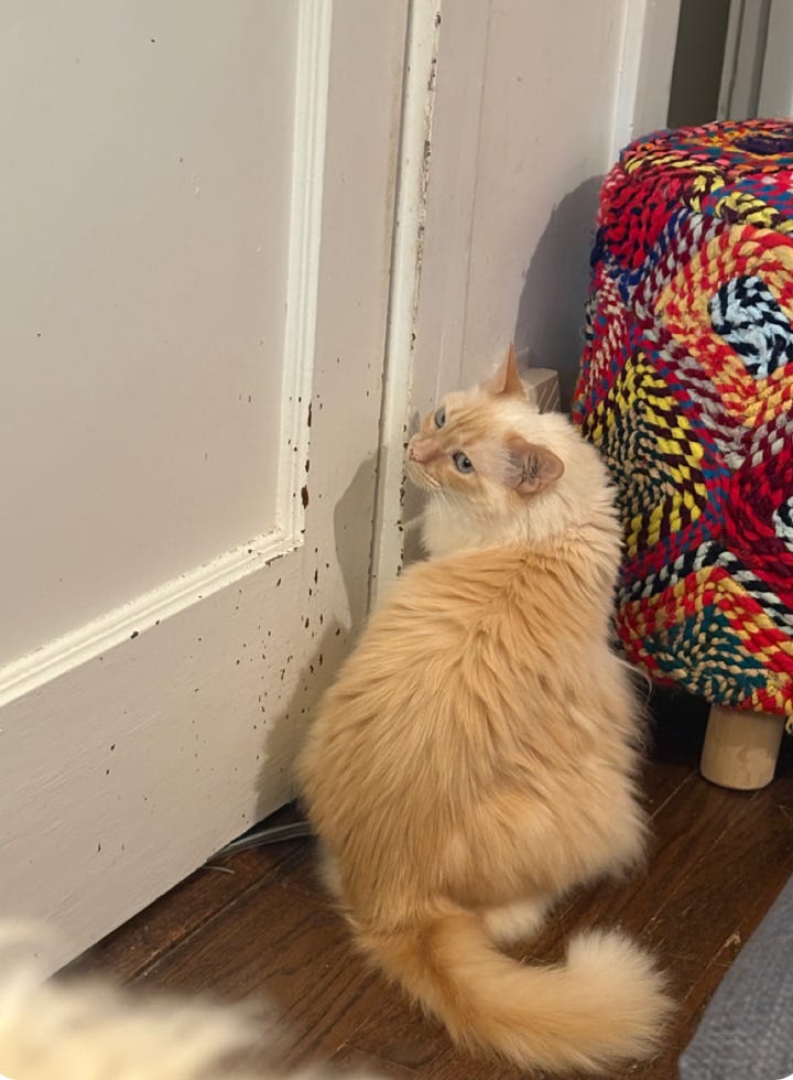 white floof sitting up in front of white door; looking over her shoulder white floof sitting up in front of white door; looking over her shoulder