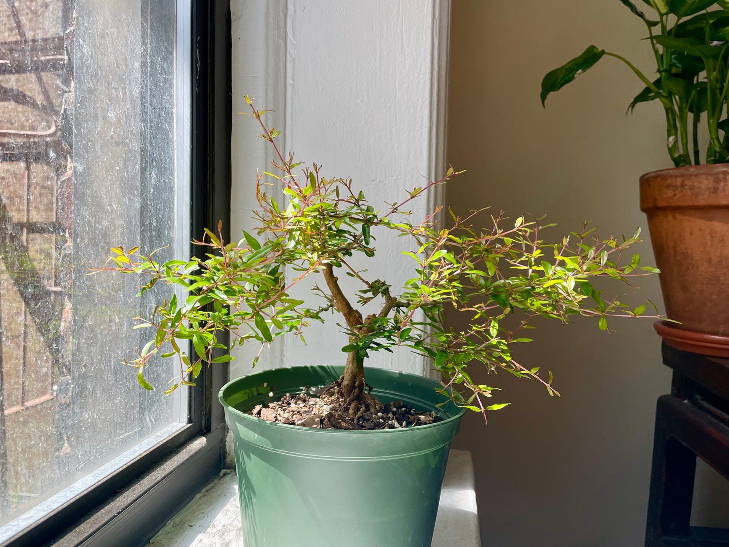 ID: Tree, slightly trimmed