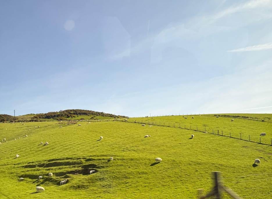 A field of sheep on a sunny day

AI-generated content may be incorrect.