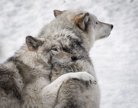 Judi Blum, Somatic Spiritual Coach, Two Wolves parable