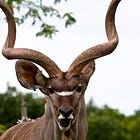 The Hunter's Call & Response