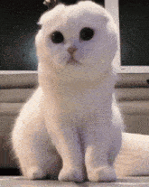 a white cat with black eyes sitting on a table