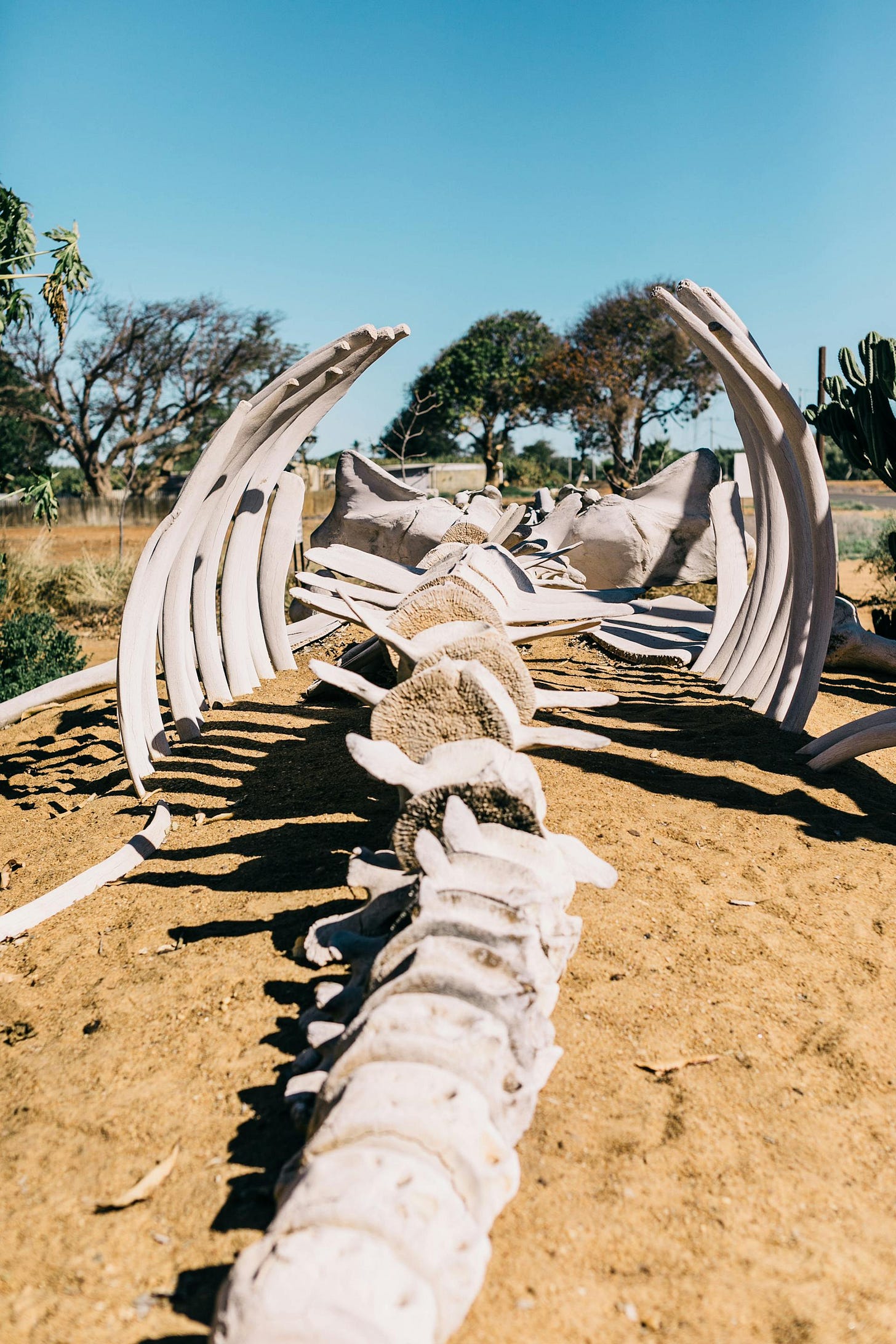 Image of a whale skeleton lying on a sunny beach