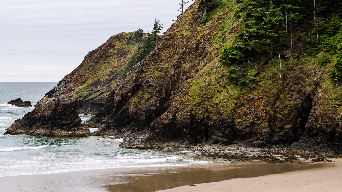 Coastal Trees - by Alaina Ann - Beautiful Escape