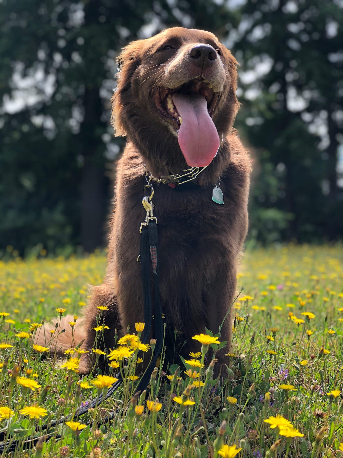 A big brown dog sits in the middle of a patch of dandelions, tongue out and smiling