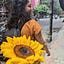 User's avatar