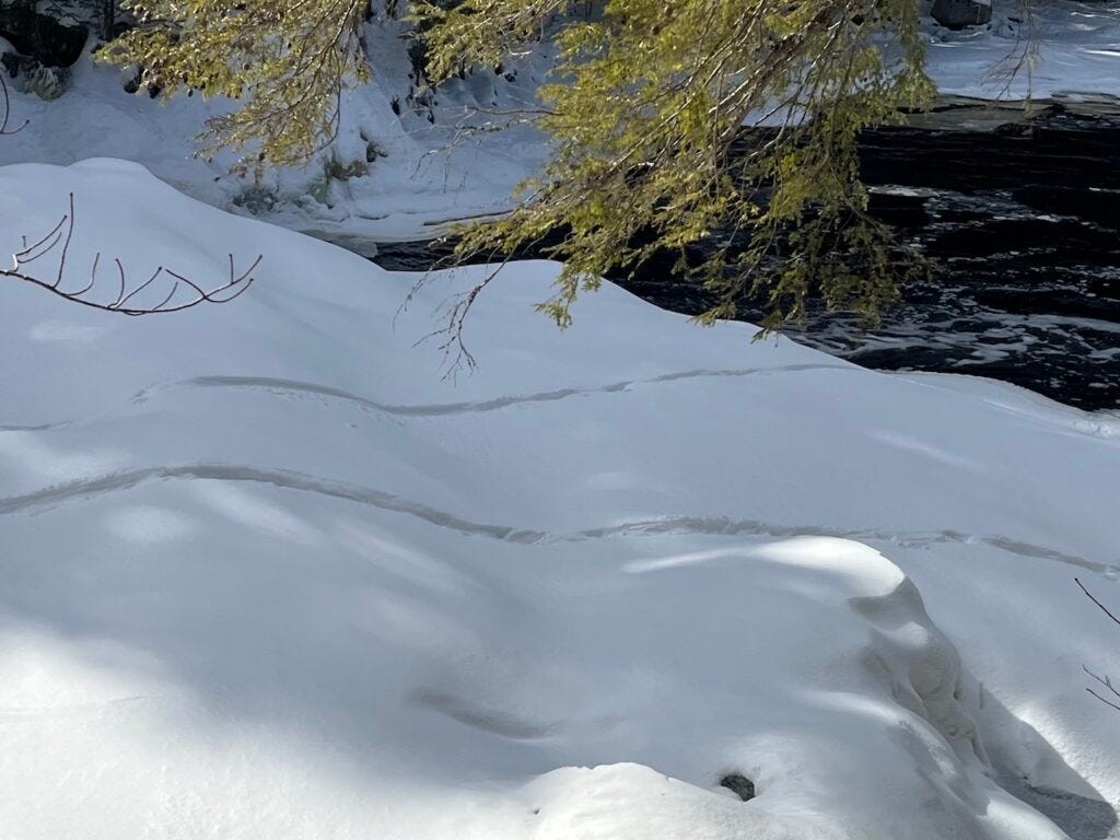 Wavy otter slide tracks curve across a smooth blanket of sunlit snow near the edge of a dark, partially open river, with evergreen branches hanging overhead.