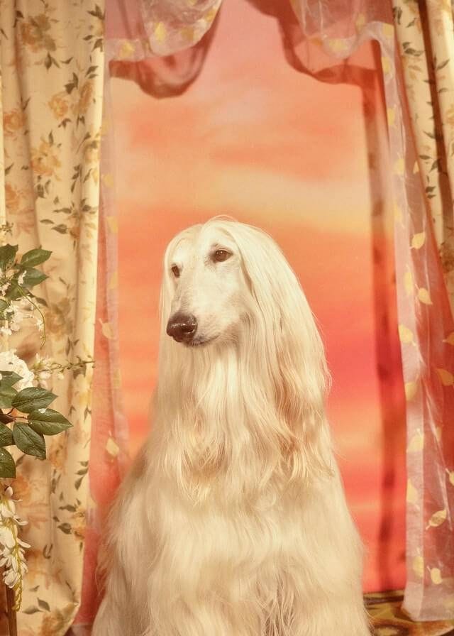 This may contain: a large white dog sitting in front of a window with flowers on it's side This may contain: a large white dog sitting in front of a window with flowers on it's side