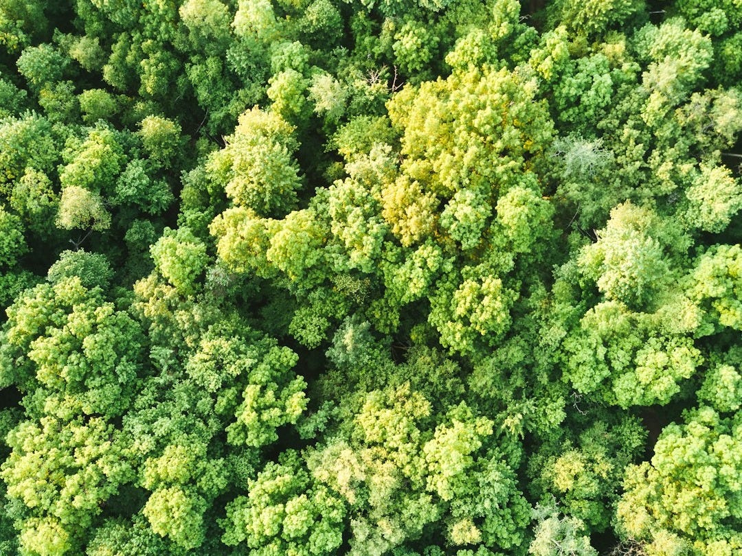 green trees - Les Bonnes Nouvelles du Samedi 4 Octobre