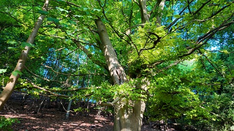 A giant beech tree, Yggdrasil; Lucy, a white woman with a green hooded jacket and blond hair looking to the side, a hand holding a  golden poplar leaf
