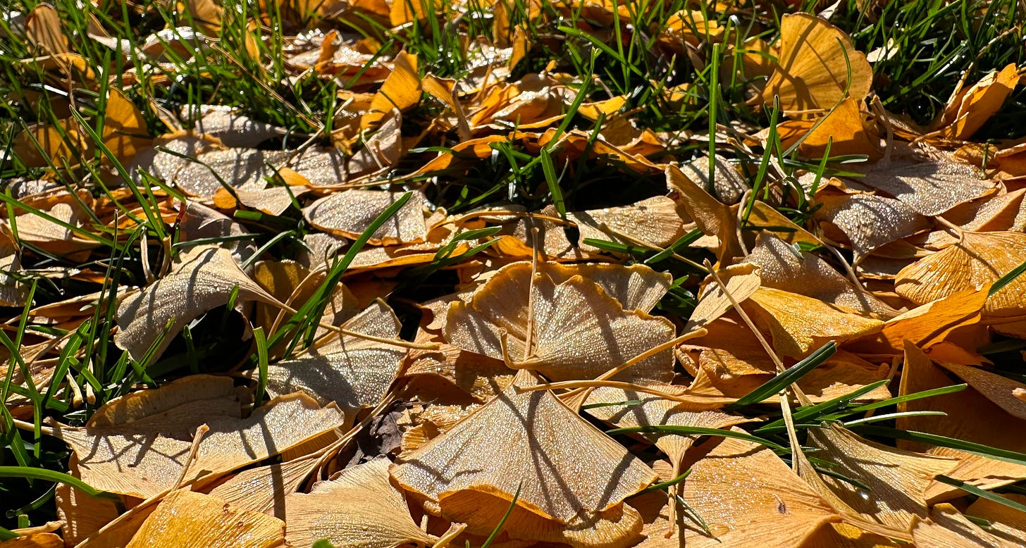 close-up photo of yellow ginkgo biloba leaves in the grass covered in tiny dewdrops illuminated by morning sunlight