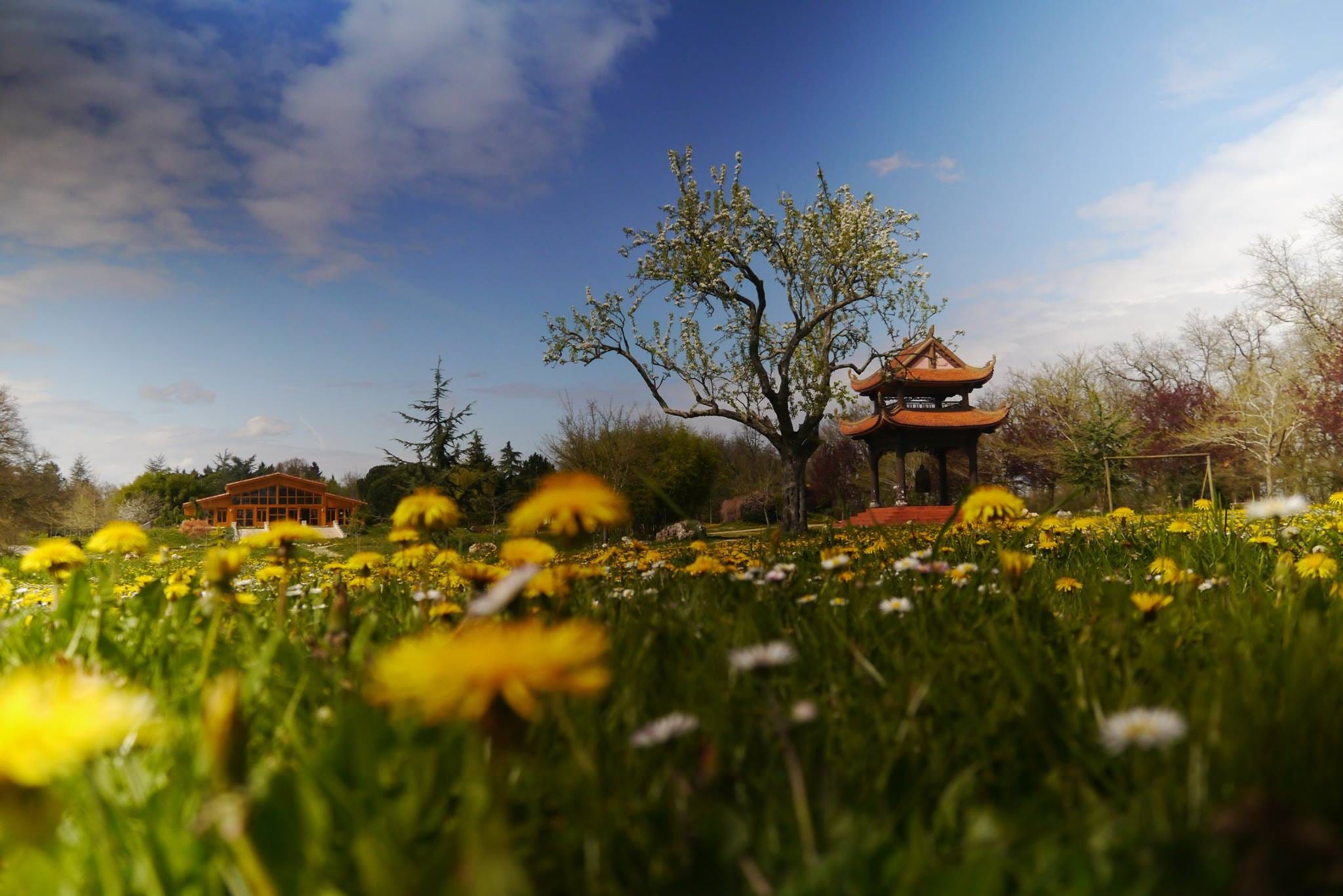 Coming Home in Plum Village - by Tijn Tjoelker