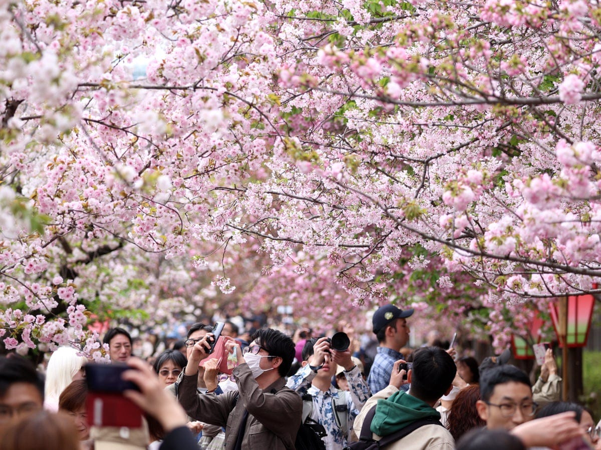 After 1,200 years, cherry blossom record to live on despite Japanese  scientist's death | Japan | The Guardian