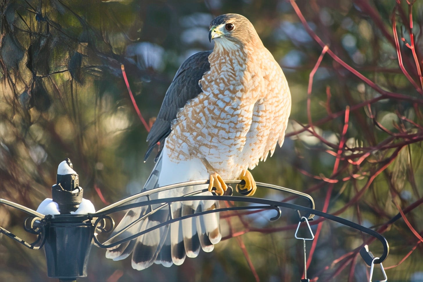 Coopers Hawk (the Garden Feeder Bird)