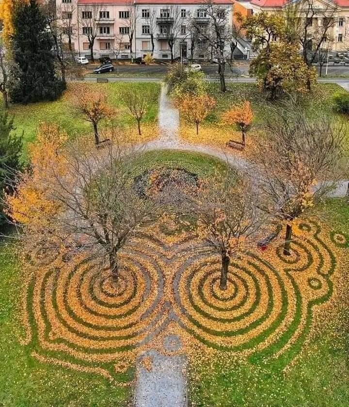 May be an image of tree and nature