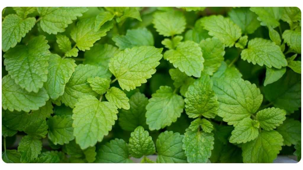 antibacterial herbs for bacterial infections