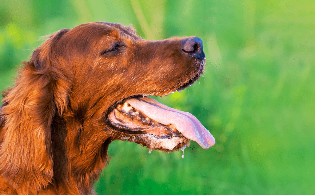 How Can I Tell if My Dog Has Heatstroke? | Emergency Veterinary Care Centers