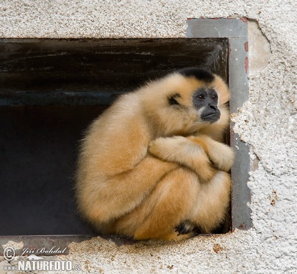 A contemplative gibbon in a letterbox in Surrey Hills
