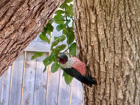 Photos include: tomato and other plants in an assortment of containers, American Robin standing nest with two nestlings atop a metal ladder, bowl of colorful succulent plants on a post next to a stucco wall, rosy and green Lewis' Woodpecker perched on a pear tree trunk, paving-stone walk lined with Red Valerian, coral-colored heritage rose blossom open wide. Photo credit: Susan J Tweit