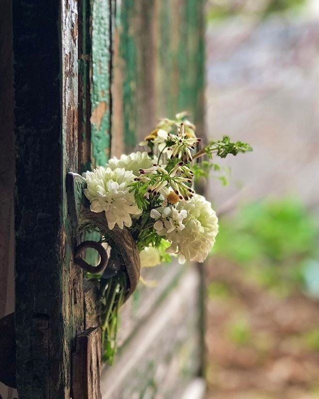 May be an image of yellow jessamine and devilwood