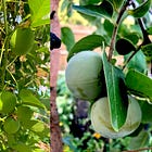 Maypop and persimmon: edible North American natives to plant this fall