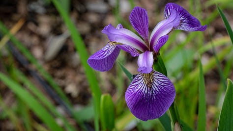 iris versicolor