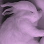 bunny₊˚⊹♡'s avatar
