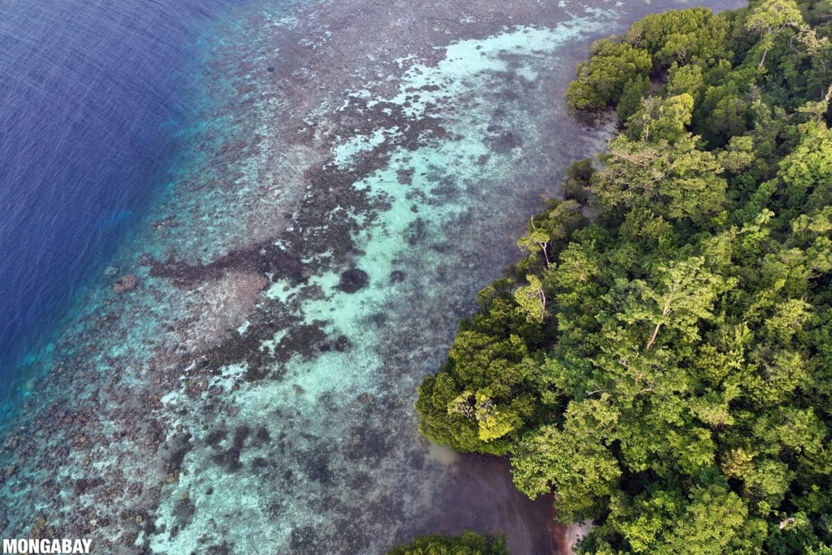 Aerial view of mangroves, coral reef, palm trees, and forest in Raja Ampat. Photo by Rhett Ayers Butler