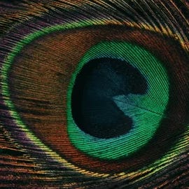The Yoga Poetry Project