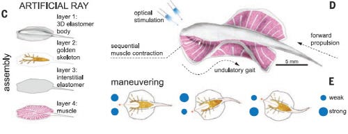(C)가오리 형태의 바이로 로봇 제작도 (D, E)바이오 로봇 구동 원리 