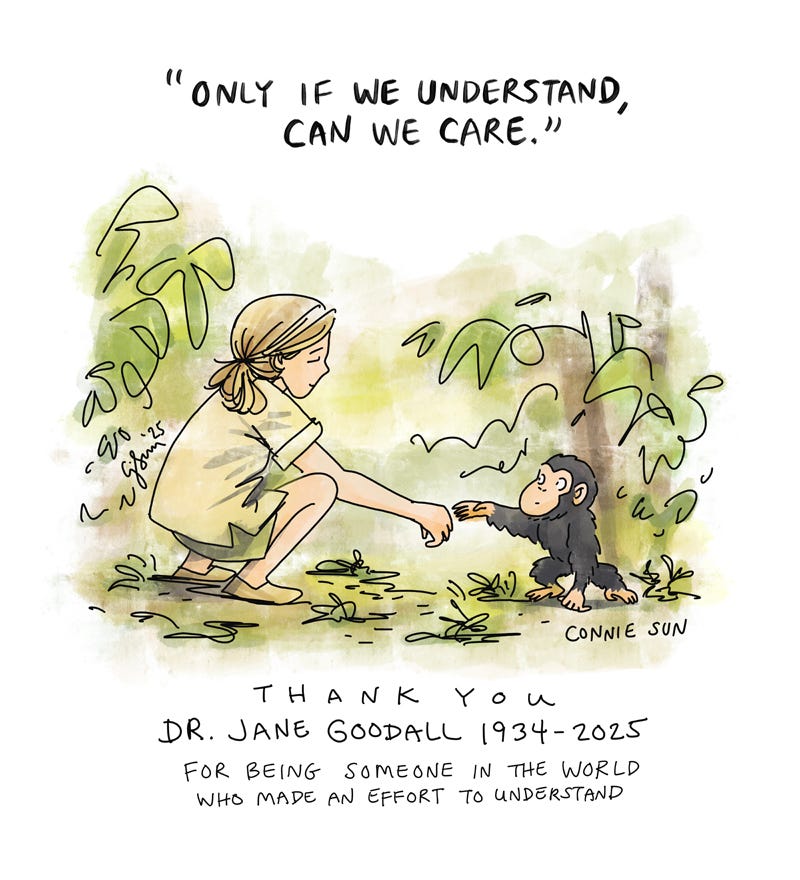 Art description: Color illustration of Jane Goodall reaching out to a baby chimpanzee that is reaching back out with curiosity. Quote in bold text: "Only if we understand, can we care." Bottom text reads: "Thank you Dr. Jane Goodall (1934-2025) for being someone in the world who made an effort to understand." Artwork tribute by Connie Sun, cartoonconnie, 2025, published on blog.cartoonconnie.com